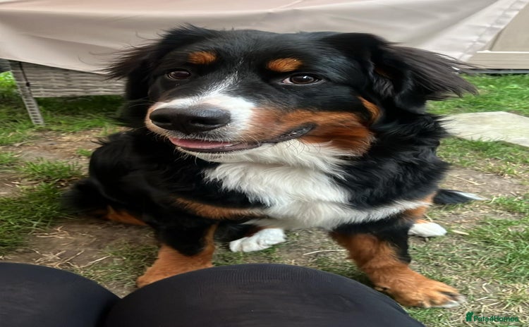 Bernese Mountain Dog dogs - Advert 1