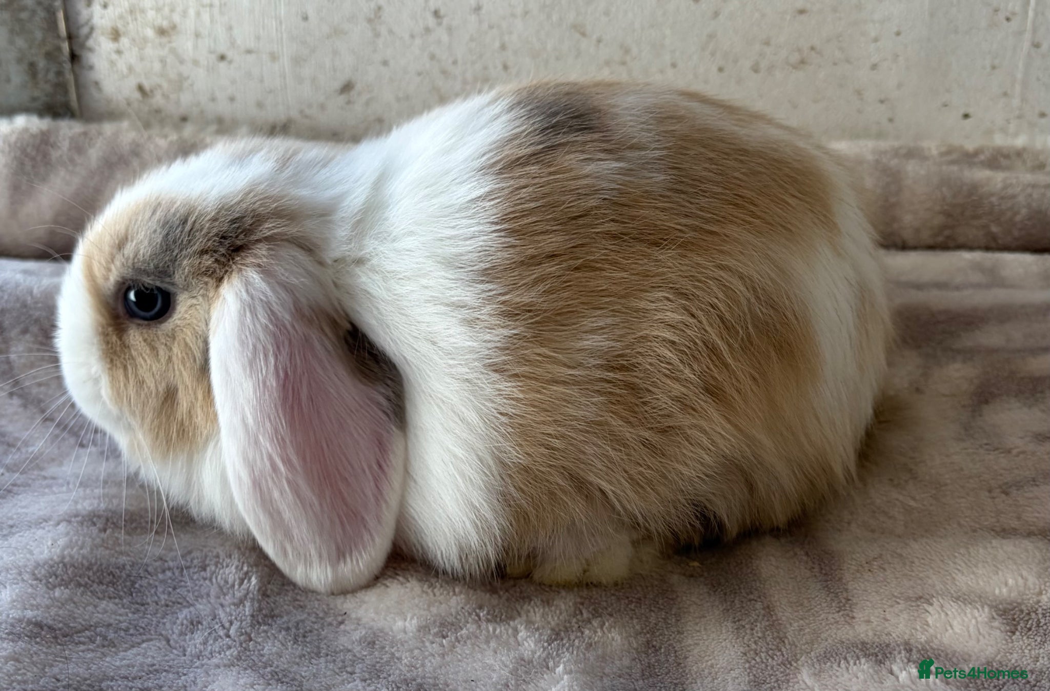 Mini Lop rabbits Purebred mini lops bucks ready now  - Advert 2