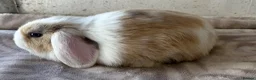 Mini Lop rabbits for sale: Purebred mini lops bucks ready now  - Advert 2