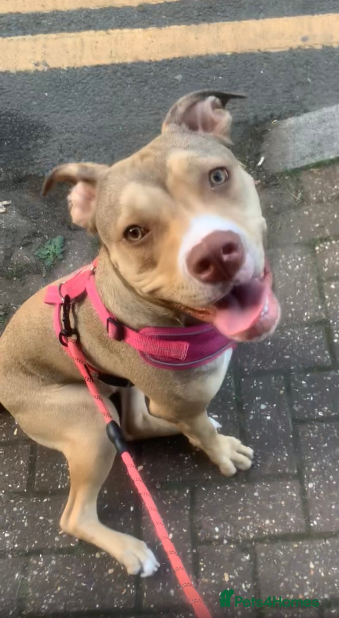 Mixed Breed dogs for sale: Milly/Millions - Advert 7