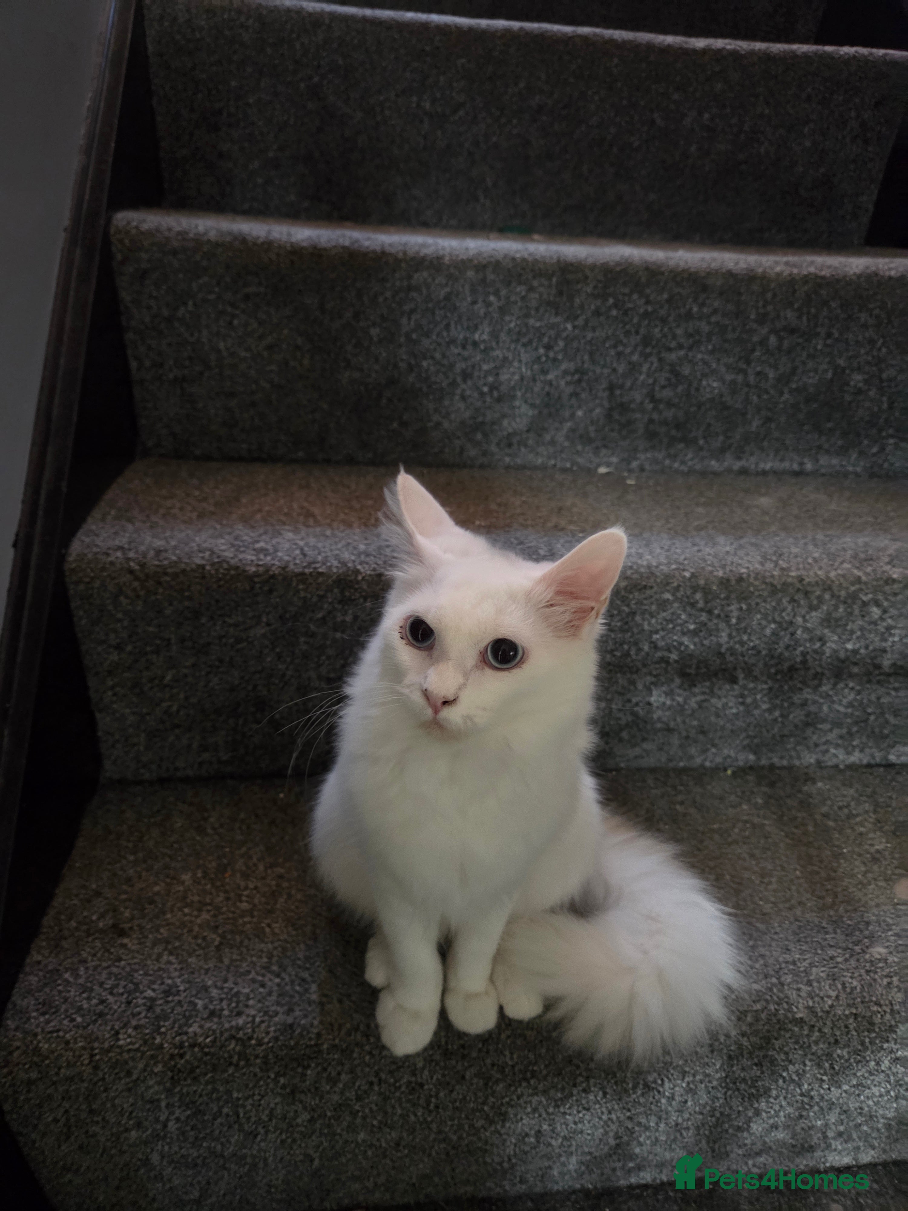 Maine Coon cats Female maincoon  - Advert 5