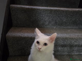 Maine Coon cats Female maincoon - Advert 6