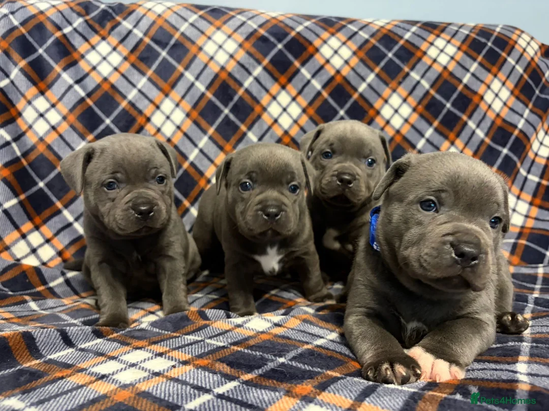 Staffordshire Bull Terrier dogs for sale: 4 Beautiful KC Registered Puppies 2 Boys & 2 Girls in Birmingham - Advert 1