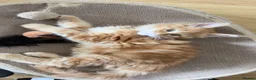 Maine Coon cats for sale: Maine Coon Kittens  - Advert 11