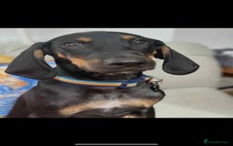 Mixed Breed dogs for adoption: Alfie  5 months old hound cross  - Image 1