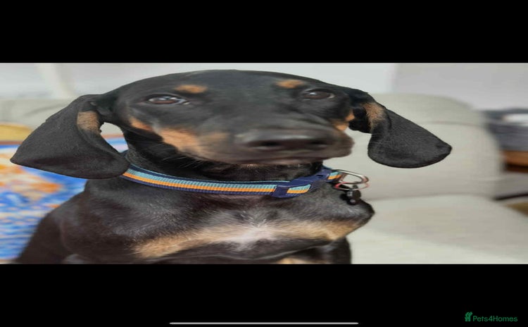 Mixed Breed dogs - Advert 2