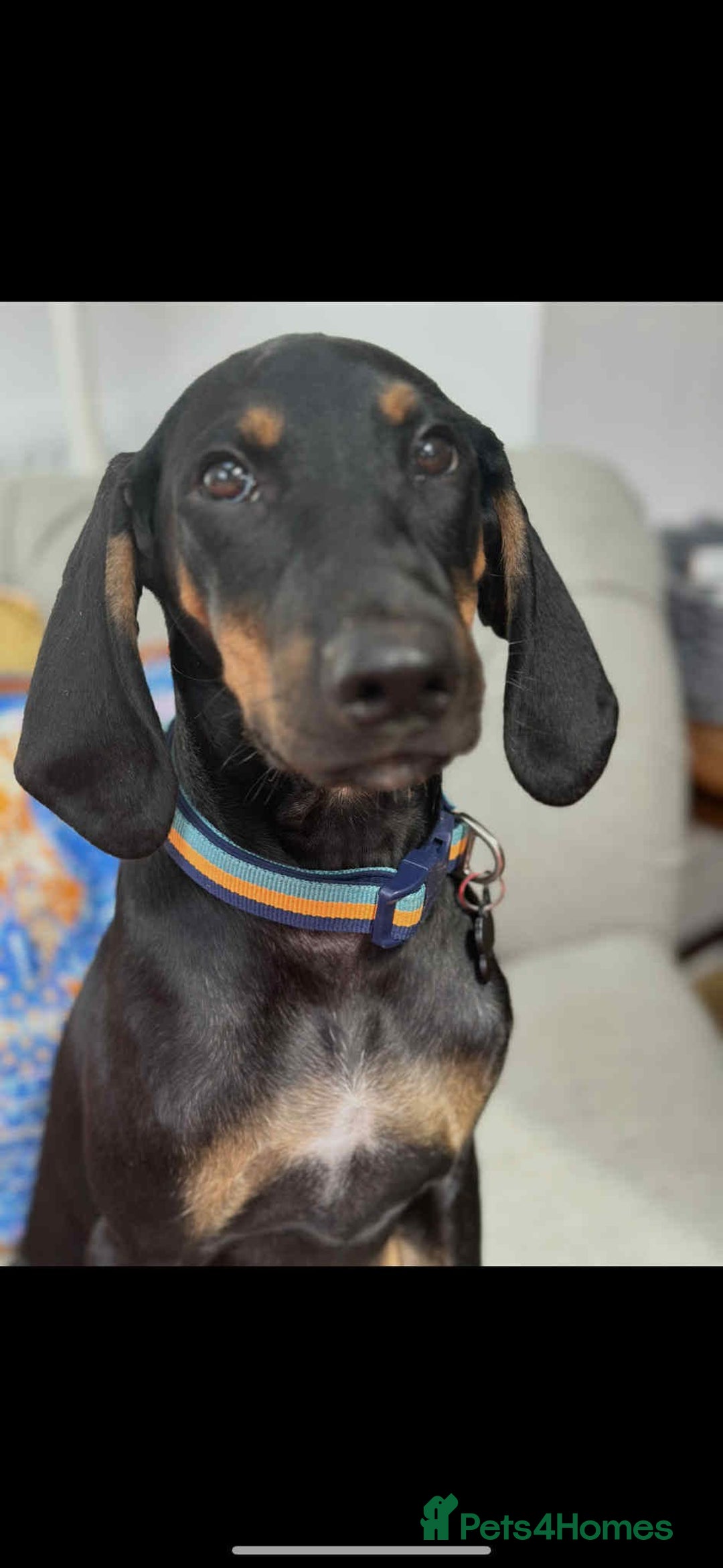 Mixed Breed dogs for adoption: Alfie  5 months old hound cross  - Image 1