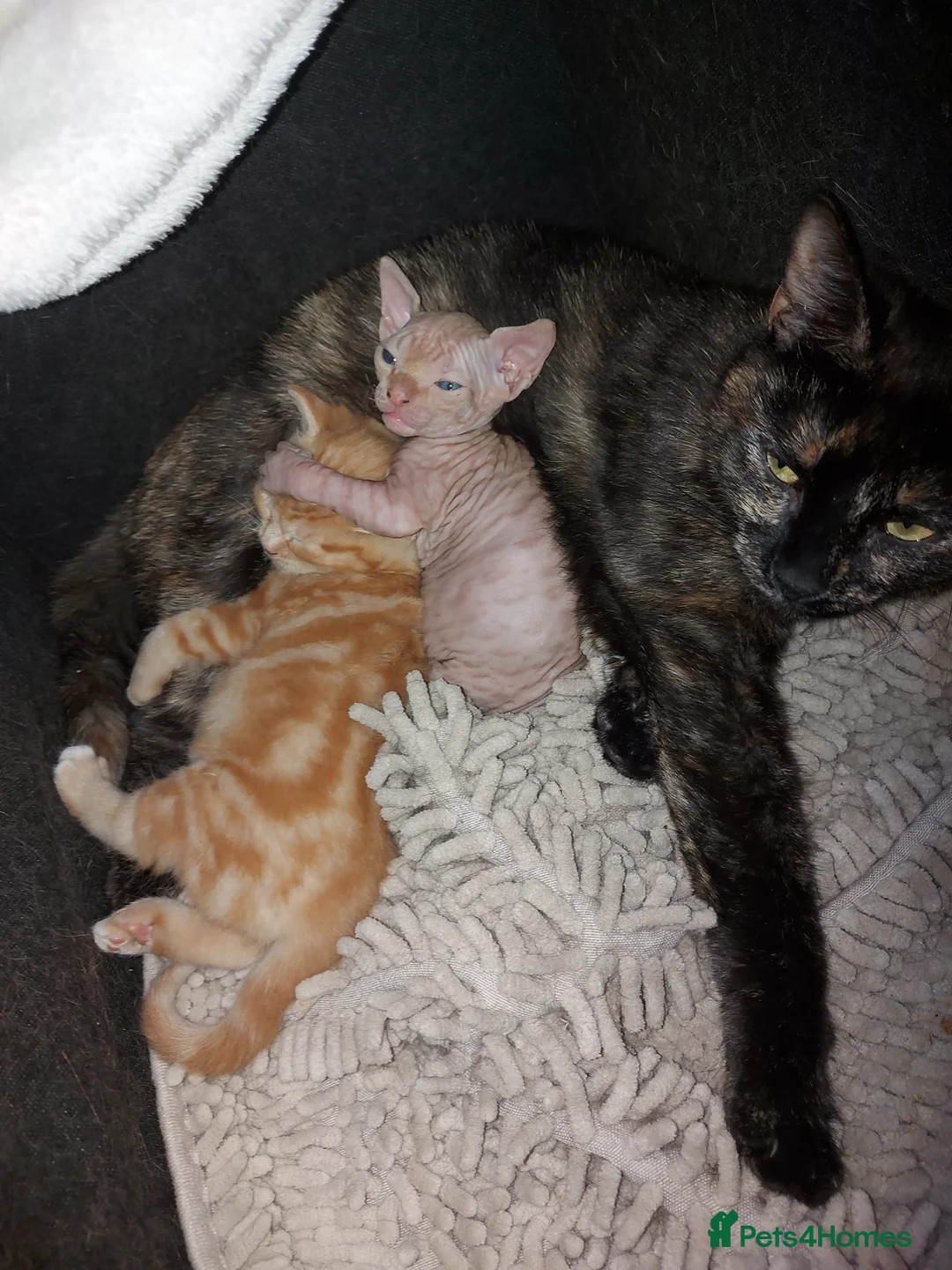 Sphynx cats for sale: Beautiful sphynx fur baby - Advert 2
