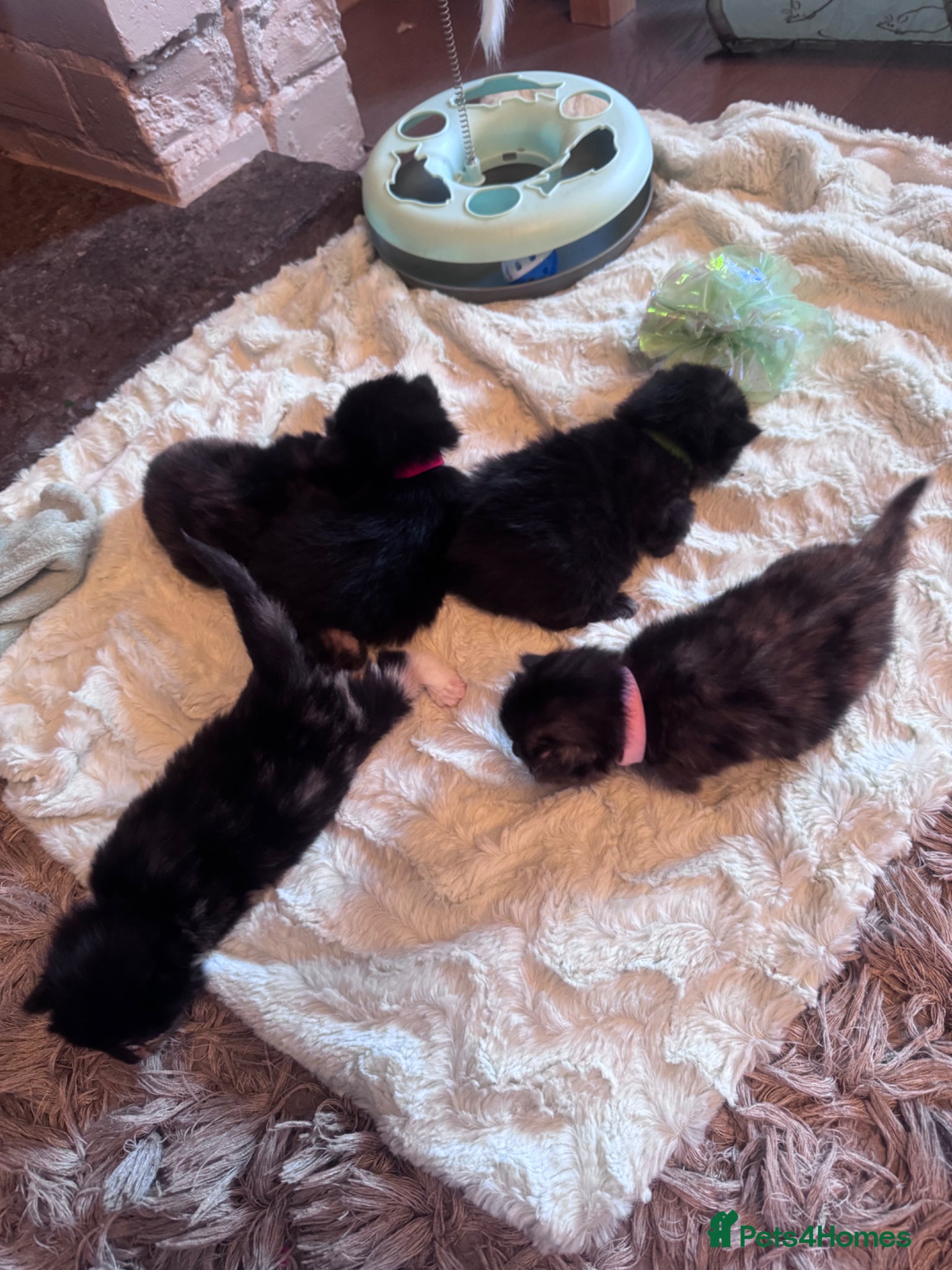 Mixed Breed cats 💎Persian X Maincoon X Nebelung💎 - Advert 2