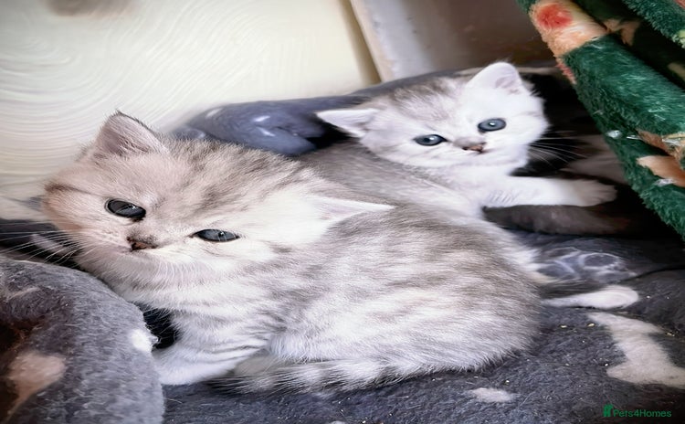 British Shorthair cats - Advert 1