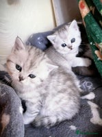 British Shorthair cats - Advert 7