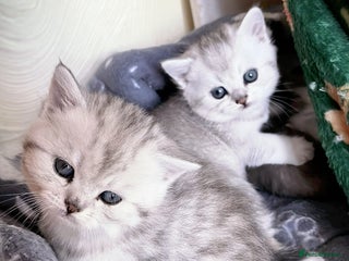 British Shorthair cats - Advert 32