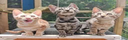 Mixed Breed cats for sale: Best Friends in Training! Bengal x sphynx  - Advert 8