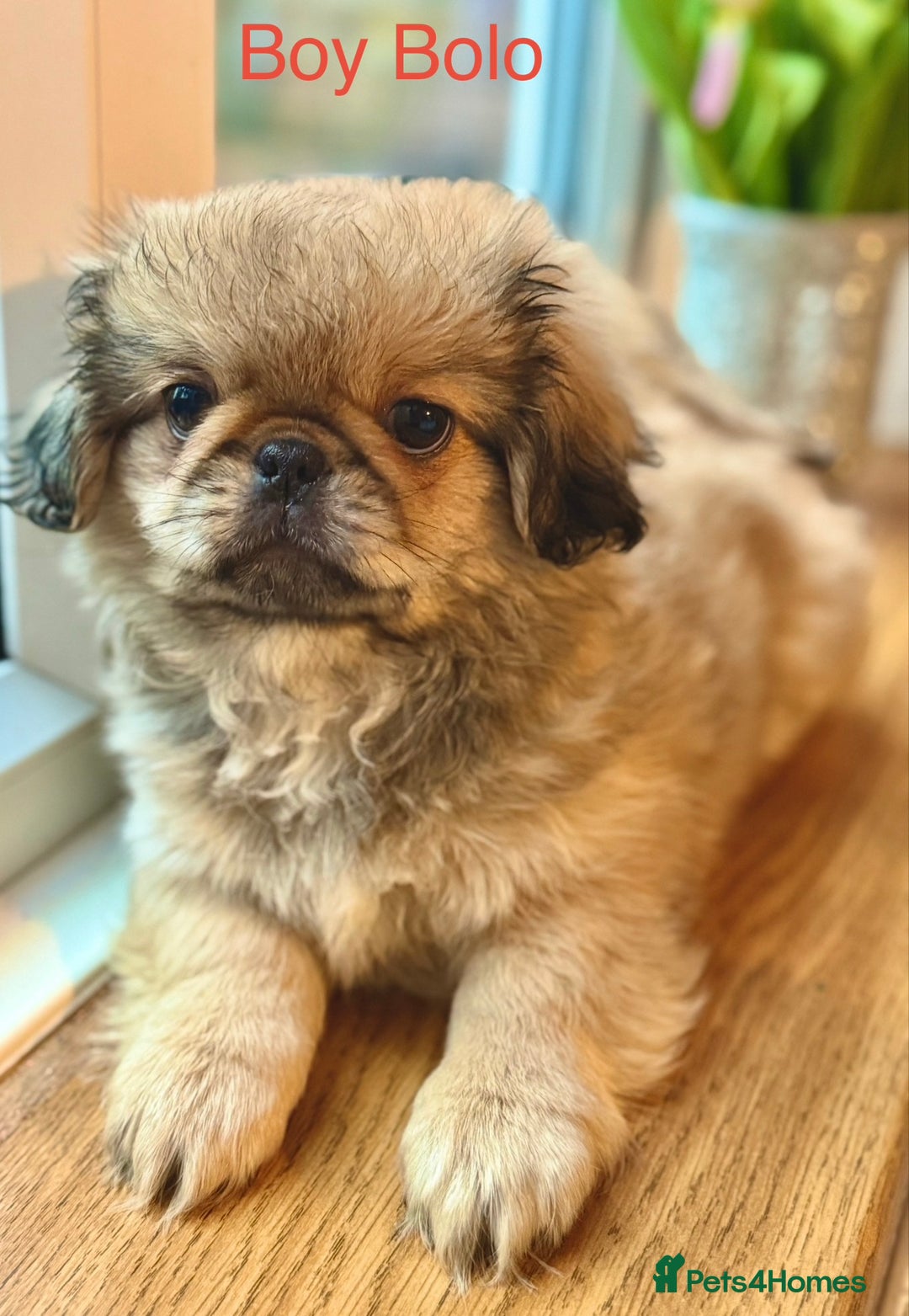 Pekingese dogs for sale: 🐾 Pekingese Puppies for Sale – 2 Girls & 1 Boy 🐾 - Advert 3