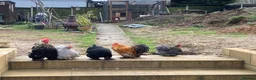 Chickens poultry for sale: Bantam cockerel in Norwich - Advert 1