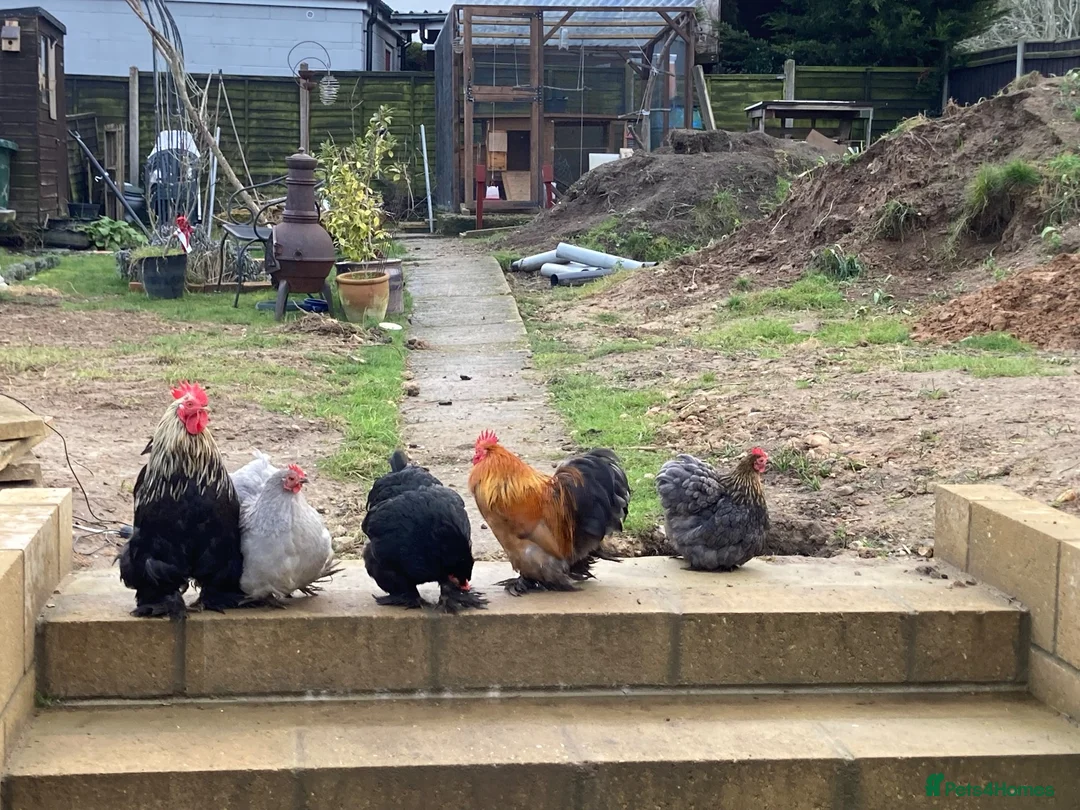 Chickens poultry for sale: Bantam cockerel in Norwich - Advert 1