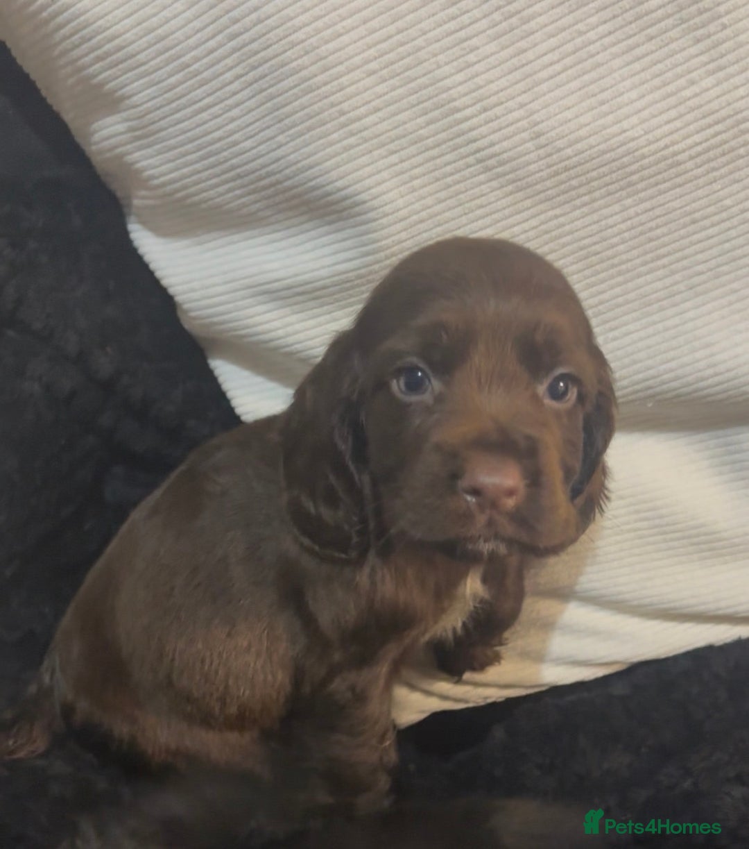 Cockapoo dogs for sale: Adorable F1B Cockapoos❤️💙 🐾 - Advert 31