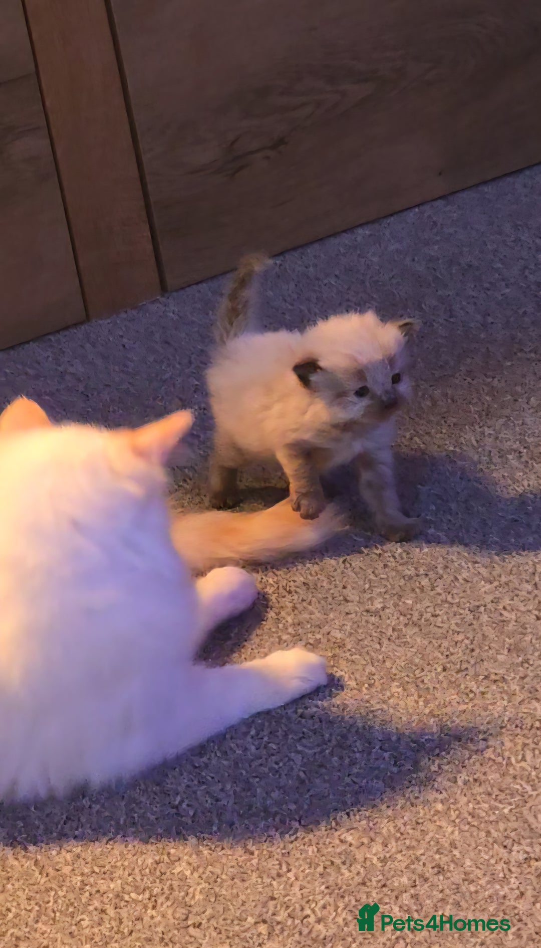 Ragdoll cats for sale: Two beautiful ragdolls left - Image 6