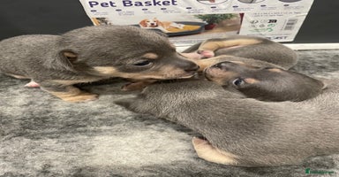 Jack Russell dogs - Advert 4