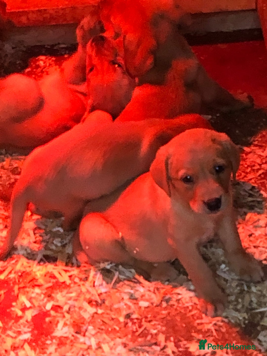 Labrador Retriever dogs for sale: lovely fox red labrador pups  - Advert 4