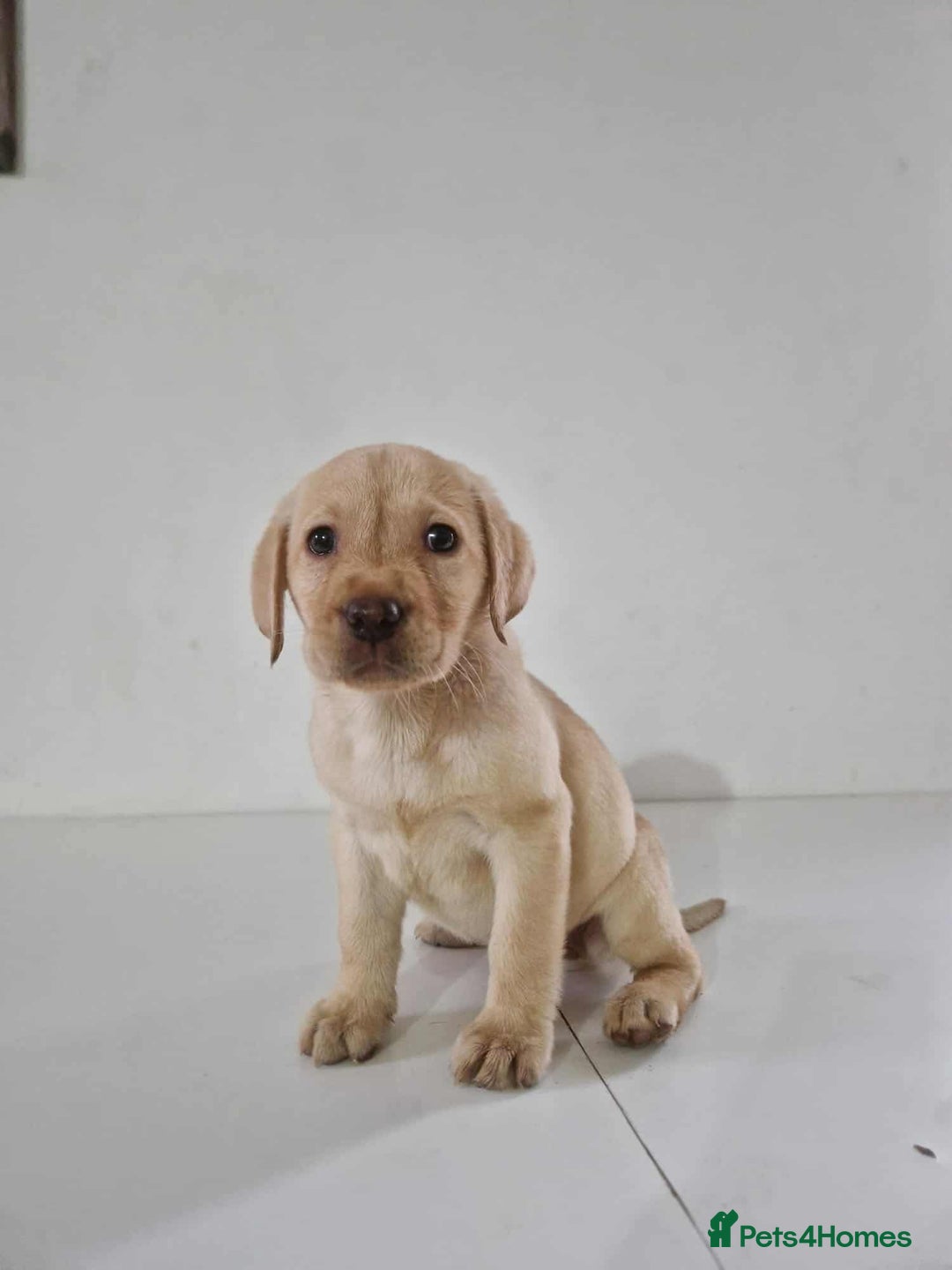 Labrador Retriever dogs for sale: Labrador Puppies - Image 2