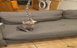 British Shorthair cats for sale: BLUE BRITISH SHORTHAIR - Image 3