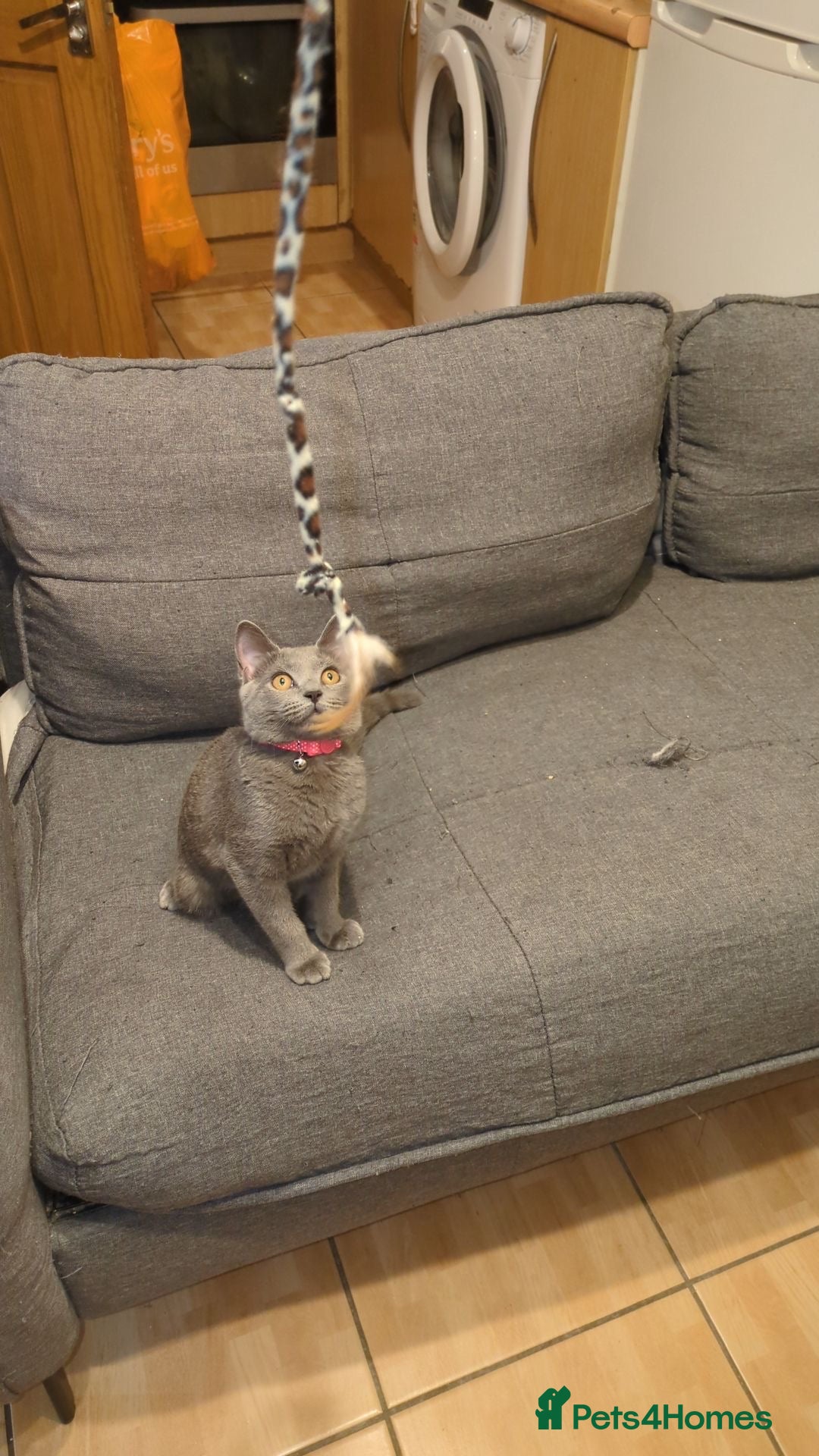 British Shorthair cats for sale: BLUE BRITISH SHORTHAIR - Image 3