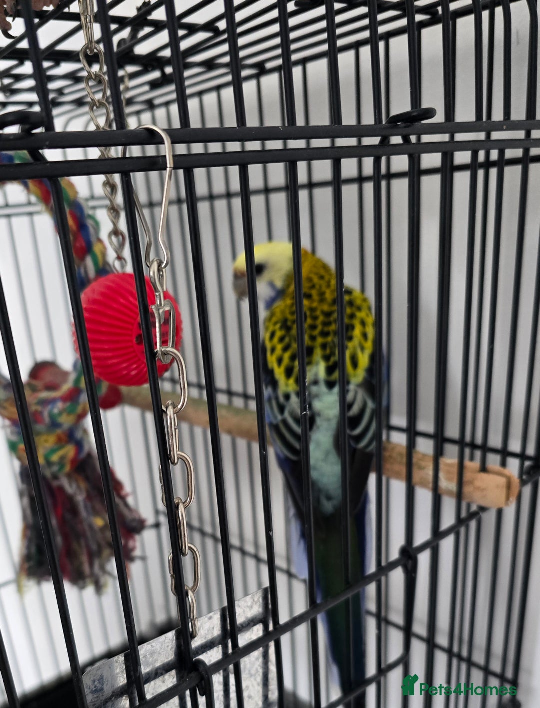 Parrots birds for sale: Pale Headed Rosella  - Image 4