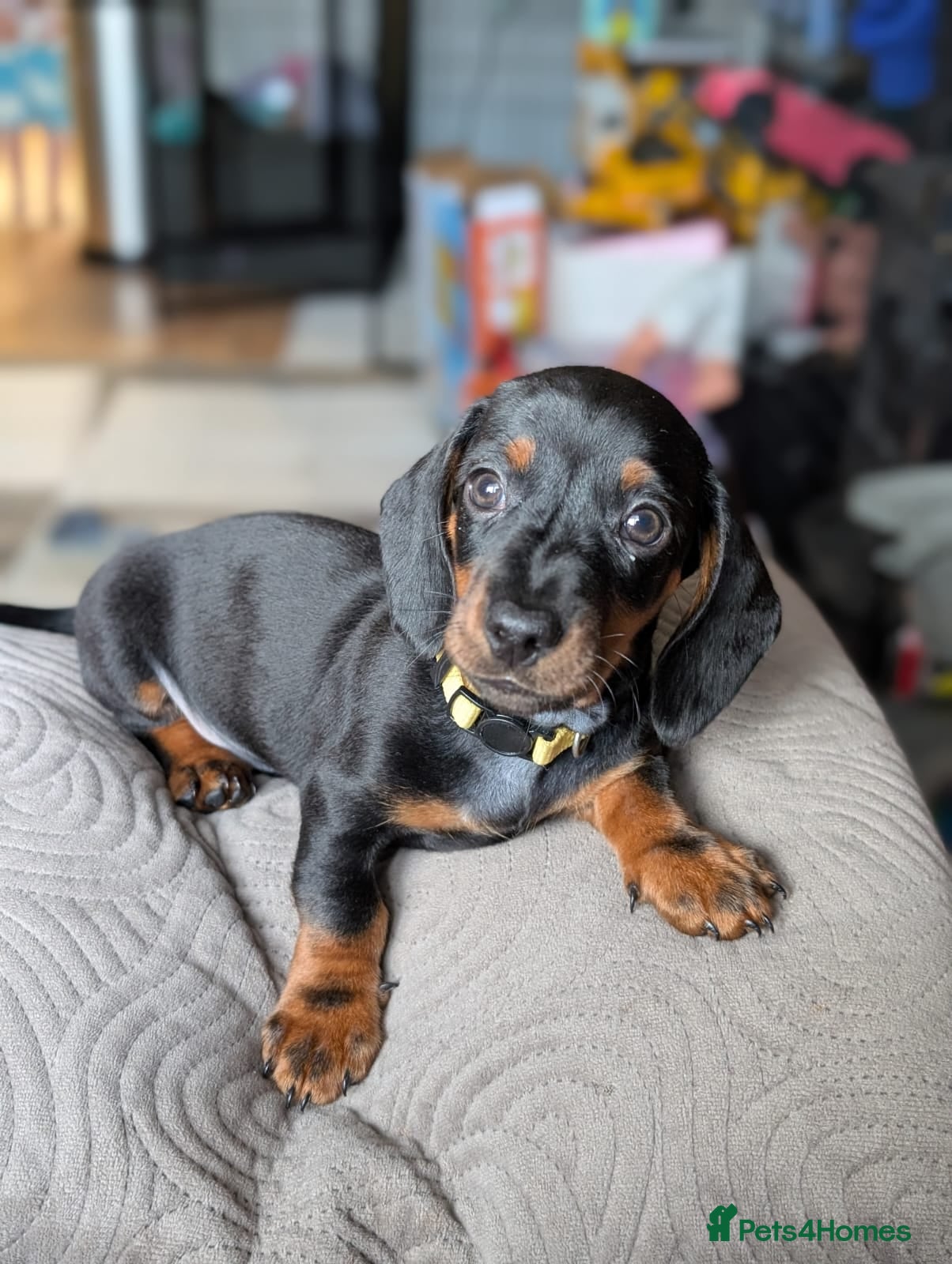 Dachshund dogs LAST MALE DACHSHUND - Advert 10