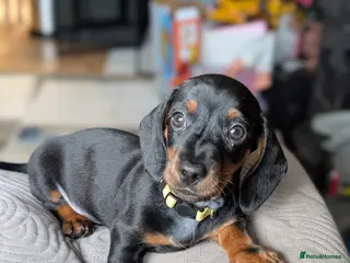 Dachshund dogs LAST MALE DACHSHUND - Advert 10