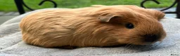 Guinea Pig rodents for sale: Guinea pigs x1 8 weeks Texel, x2 Sheltie 6weeks - Advert 2