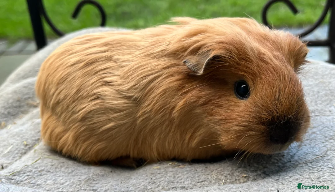 Guinea Pig rodents for sale: Guinea pigs x1 8 weeks Texel, x2 Sheltie 6weeks - Advert 2