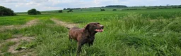 Labrador Retriever dogs for sale: BEAUTIFUL 6 YEAR OLD CHOCOLATE LABRADOR - Advert 9