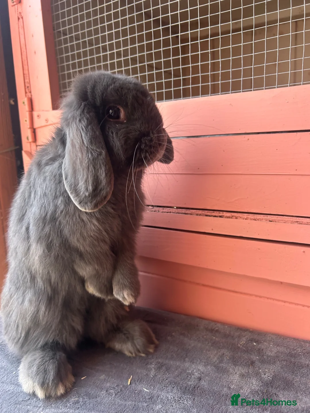 Mini Lop rabbits for sale: Vaccinated mini lops and lionlops  - Advert 2
