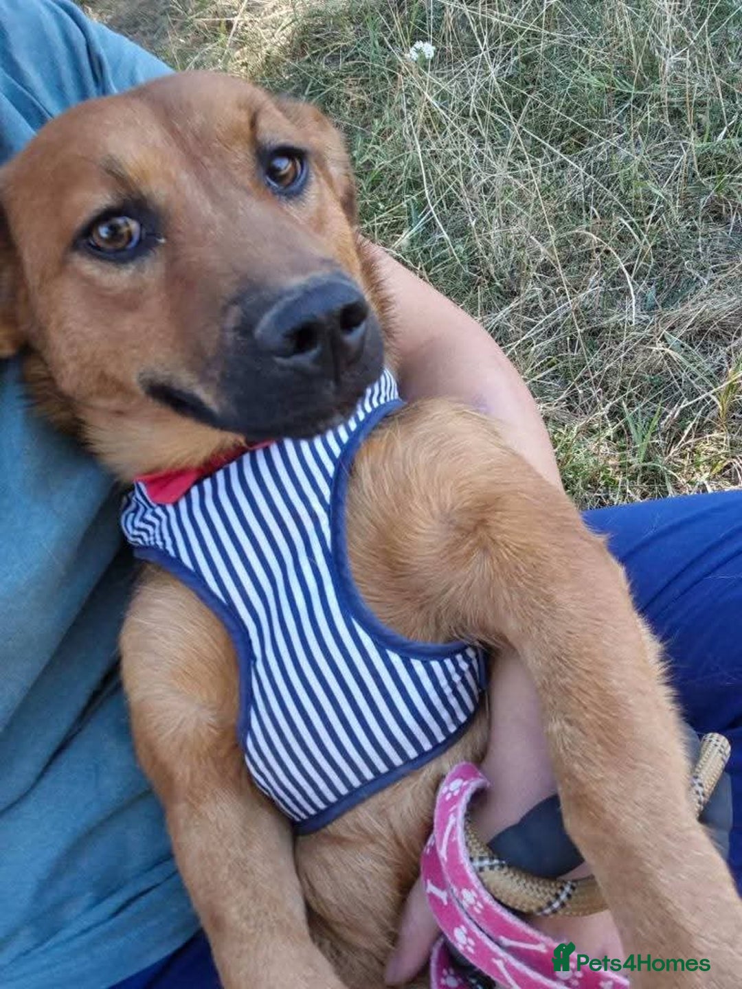 Mixed Breed dogs for adoption: Meet Jojo, currently residing in Essex - Image 5