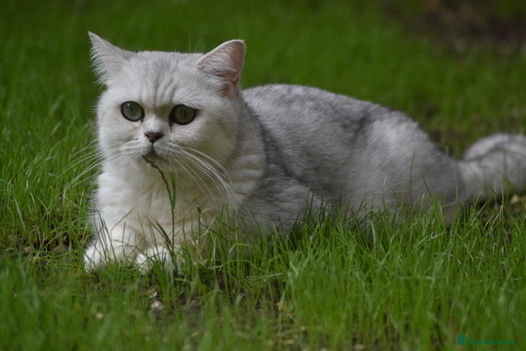 British Longhair cats for sale: TICA British Longhair Kittens  - Image 12