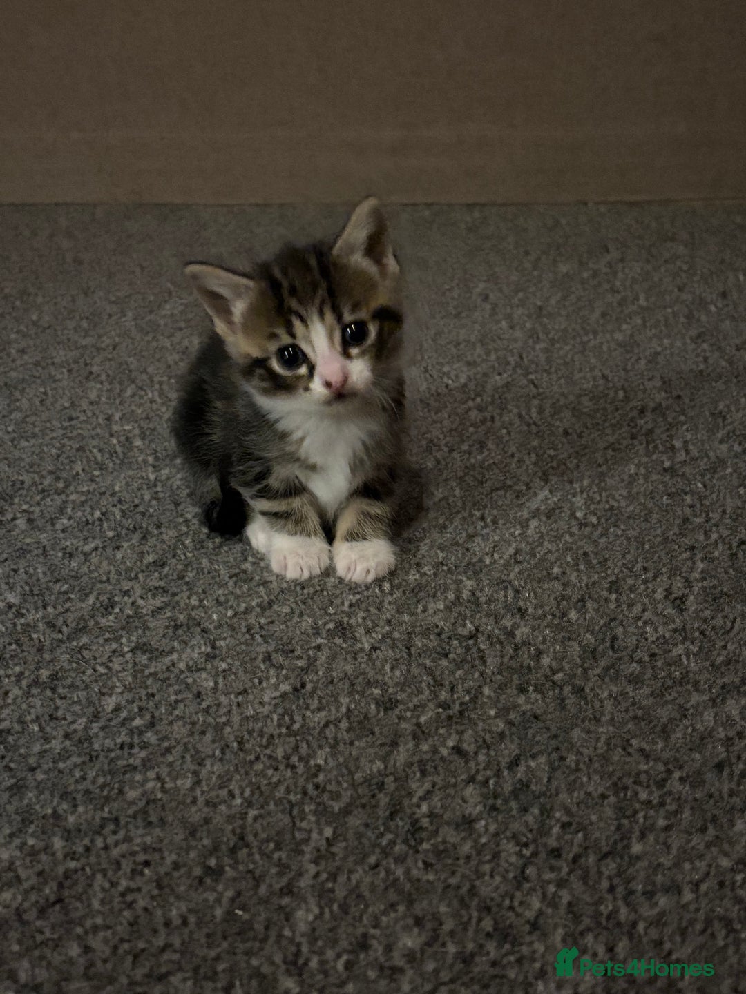 Mixed Breed cats for sale: Kittens for sale :) - Advert 15