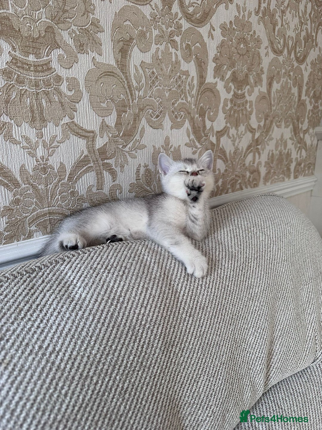 British Shorthair cats for sale: I'll give it into good hands. - Image 4