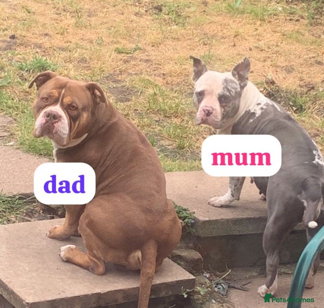 American Bully dogs for sale: pocket bully pups looking for there forever home  - Image 4