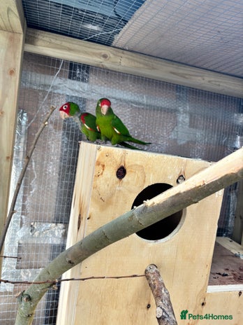 Conures birds - Advert 3