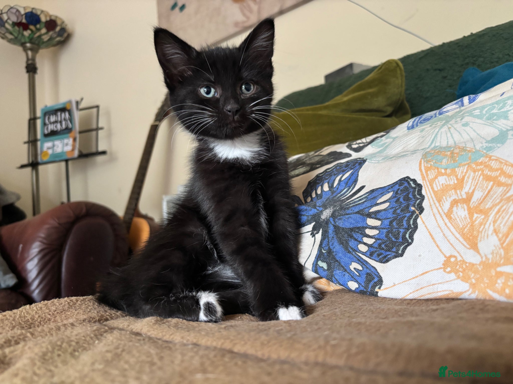 Mixed Breed cats Three Beautiful girls! Ready to go! - Advert 1