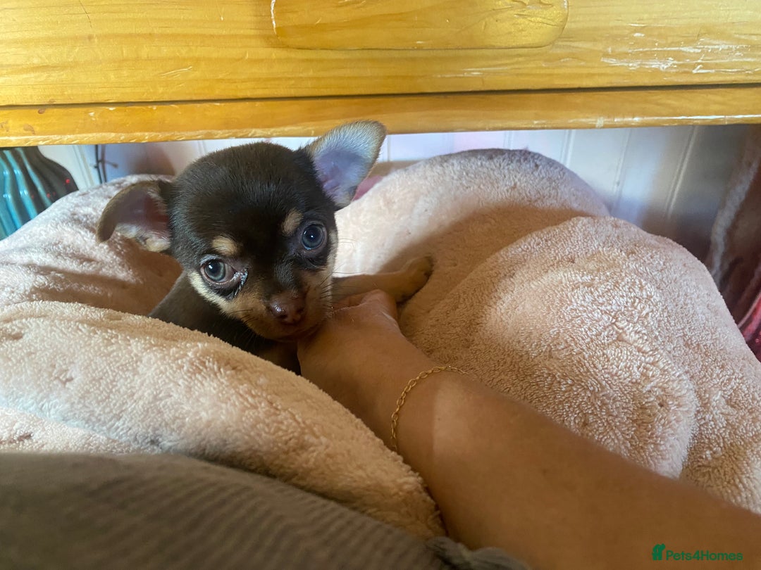 Chorkie dogs for sale: Chorkies - Advert 12