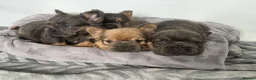 French Bulldog dogs for sale: Fluffy French Bulldog Puppies  - Advert 24