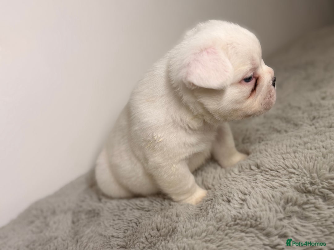 French Bulldog dogs for sale: Full visual outstanding fluffy frenchies - Advert 16