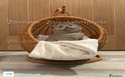 British Shorthair cats for sale: Gccf Bsh Lilac Babies - Image 11