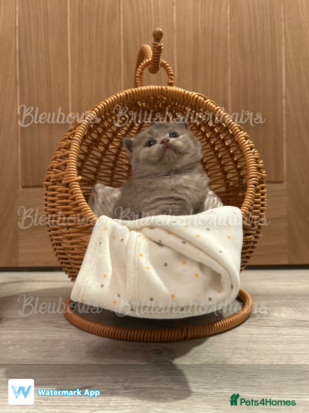British Shorthair cats for sale: Gccf Bsh Lilac Babies - Image 11