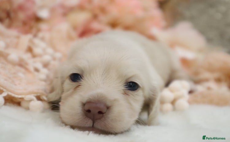 Miniature Dachshund dogs KC Cream Longhair Miniature Dachshunds - Advert 12