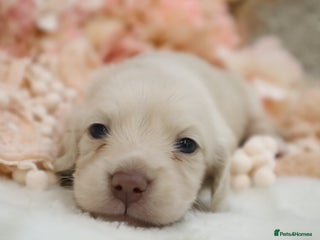 Miniature Dachshund dogs KC Cream Longhair Miniature Dachshunds - Advert 17