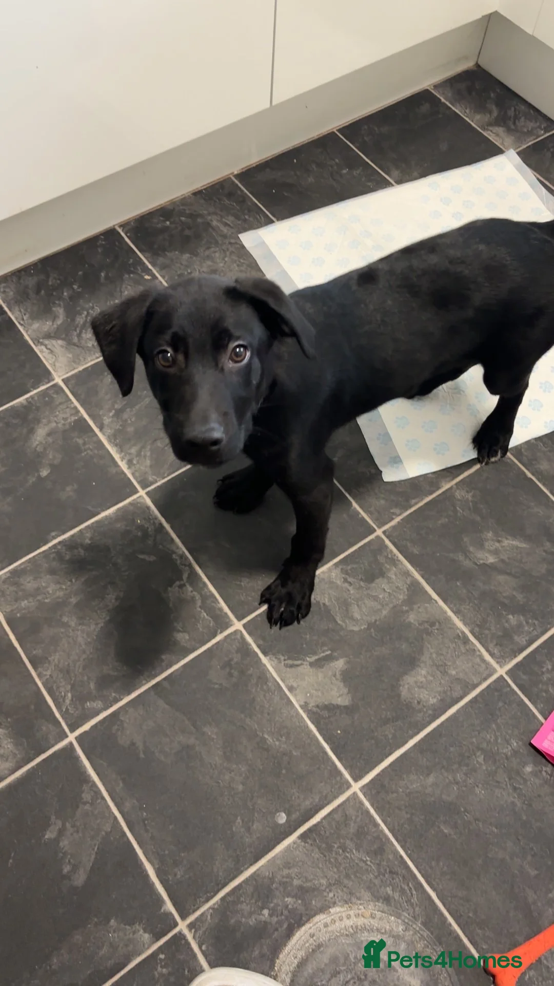 Mixed Breed dogs for sale: Puppy in Glasgow - Advert 2