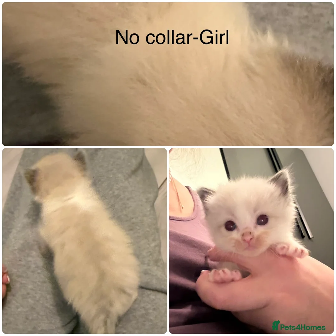 Ragdoll cats for sale: VIEWING WELCOME 5 Ragdoll kittens 2 RESERVED - Advert 2